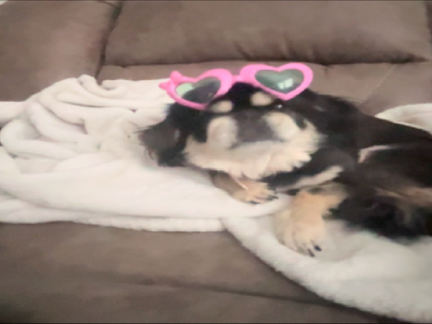 Dog