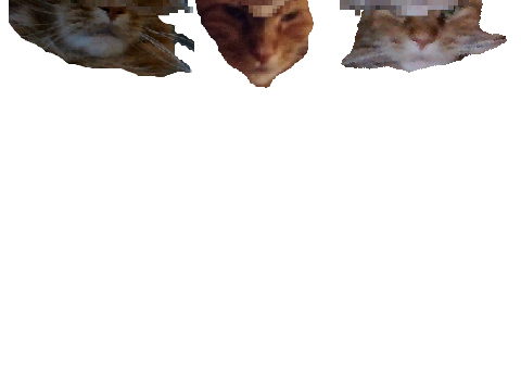 My Cat