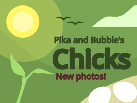 NEW PHOTOS Pika and Bubble's first chicks