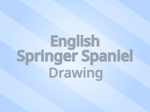 English Springer Spaniel Drawing