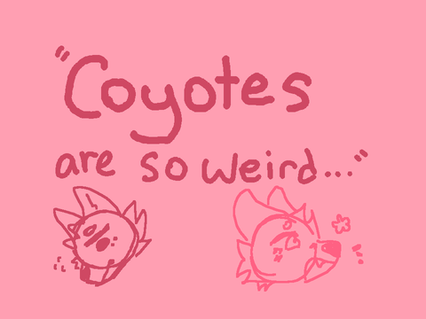 "Coyotes are so weird..."