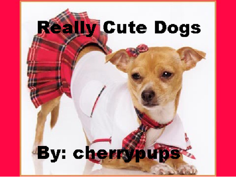 Really Cute Dogs Really Cute Dogs Really Cute Dogs