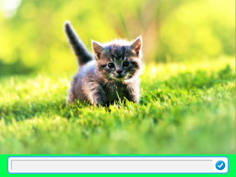 Chat Cat