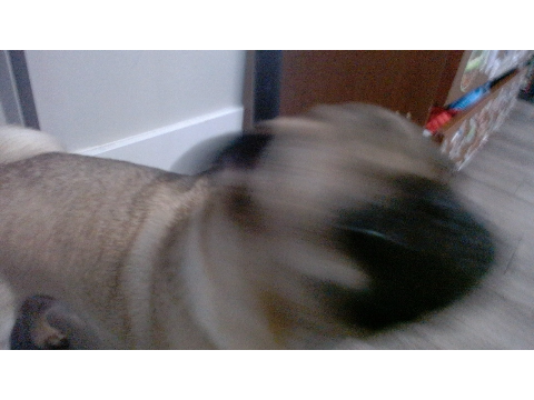 pug (srry its blurry he moved too fast >:[ )