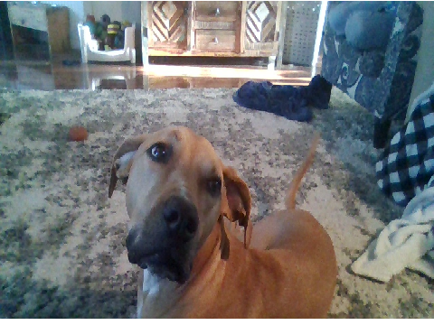 One Of My Doggies ^^