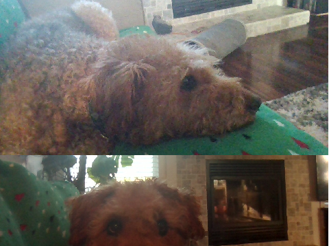OTHER PUPPER! :D