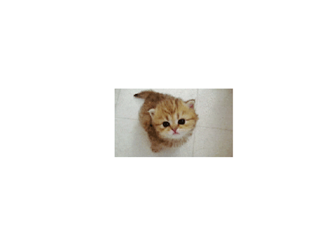 Miau