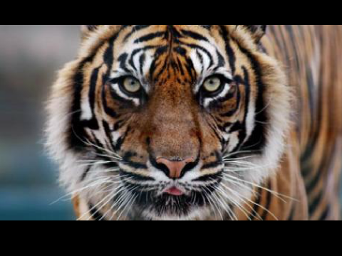 Eye of the Tiger - Survivor Instrumental