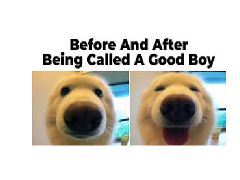 good boy