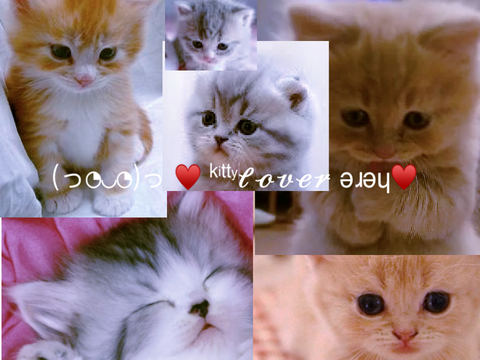 cat banner