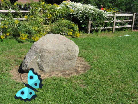 Butterfly Project - For Math Class