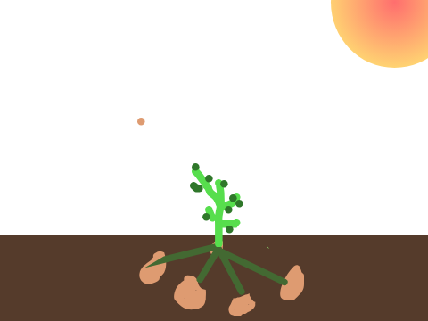Seed to Potato