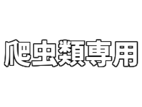 えす様と爬虫類の部屋