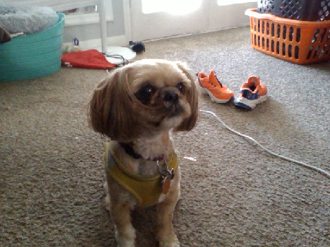 Doge