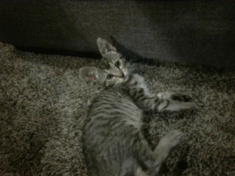 MY CHILD (aka my cat)