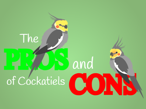 The Pros and Cons of Cockatiels
