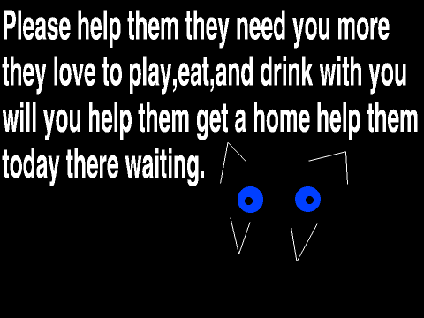 Poor Cats