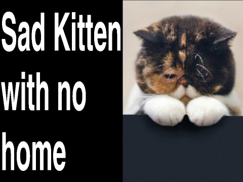 Poor Cats remix