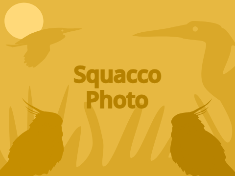 Squacco Photo!