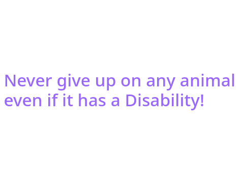 Never give up on any animal even if it has a disability PLEASE LOOK !