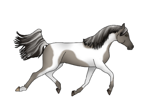 Tobiano Arabian