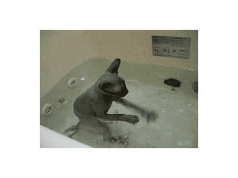 Them cats be like...