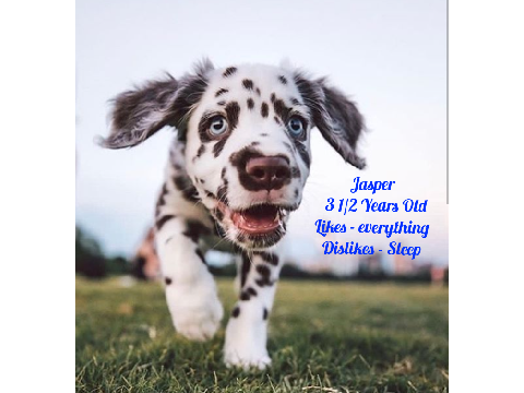 ADOPT A PUPPY!! <3 remix remix