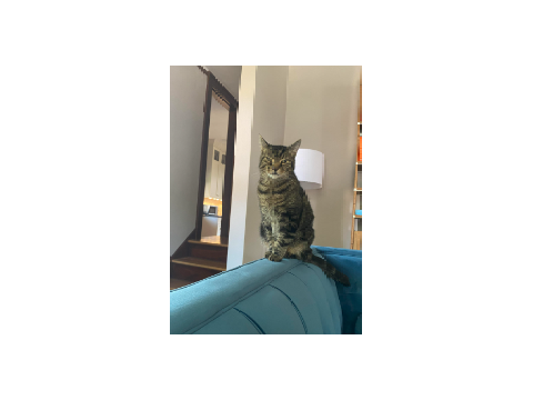 My cat Poppy