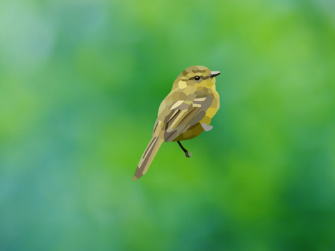 Yellow Tyrannulet Blockshade