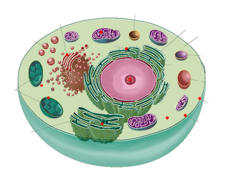 Cell Diagram