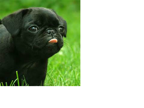 Talk to pug