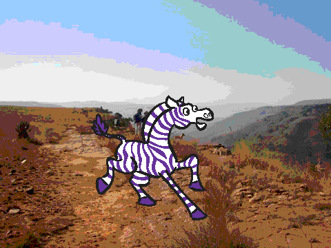 zebra