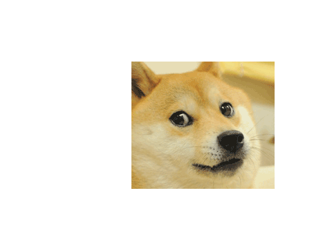 cute dogs