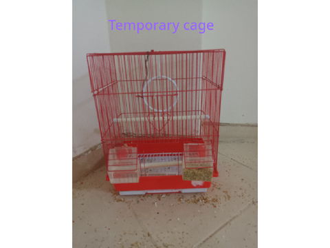 Our birds