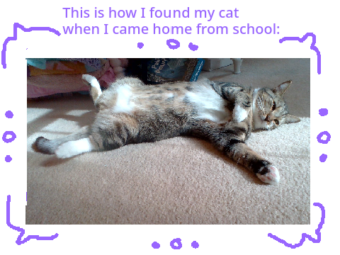 How I found my cat...