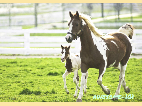 Horses