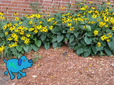 The Minecraft Dog