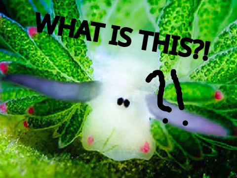 THE BEGINING OF THE LEAF SHEEP!