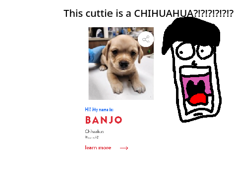 This thing is a Chihuahua?!