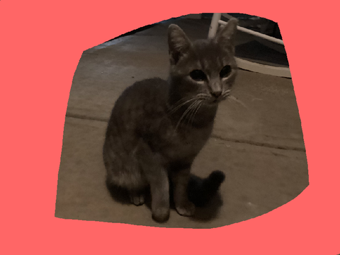Cat Showed Up At My Door