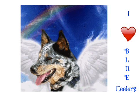 Blue Heeler