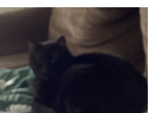 my 3 cats