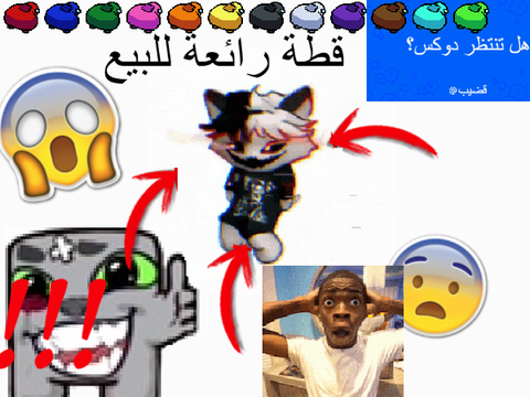 قطة غاضبة رائعة جدًا للبيع مجانًا