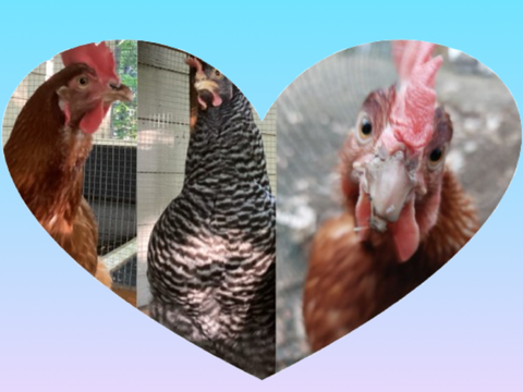 My chickens!!!