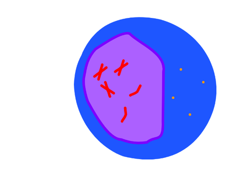MITOSIS AND MEIOSIS MIDTERM