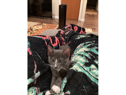 THE KITTEN!!!!!!