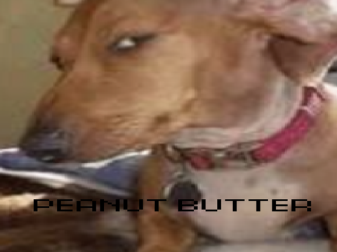 very much dogtooth 