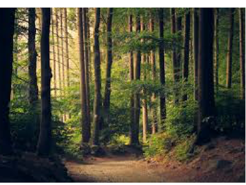 ~Gone to the woods~
