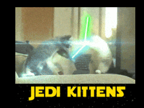 JEDI KITTENS