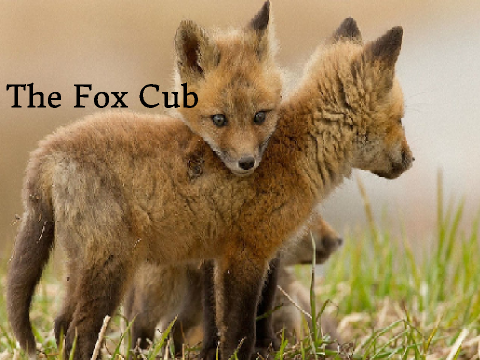 The Fox Cub ~ Svix